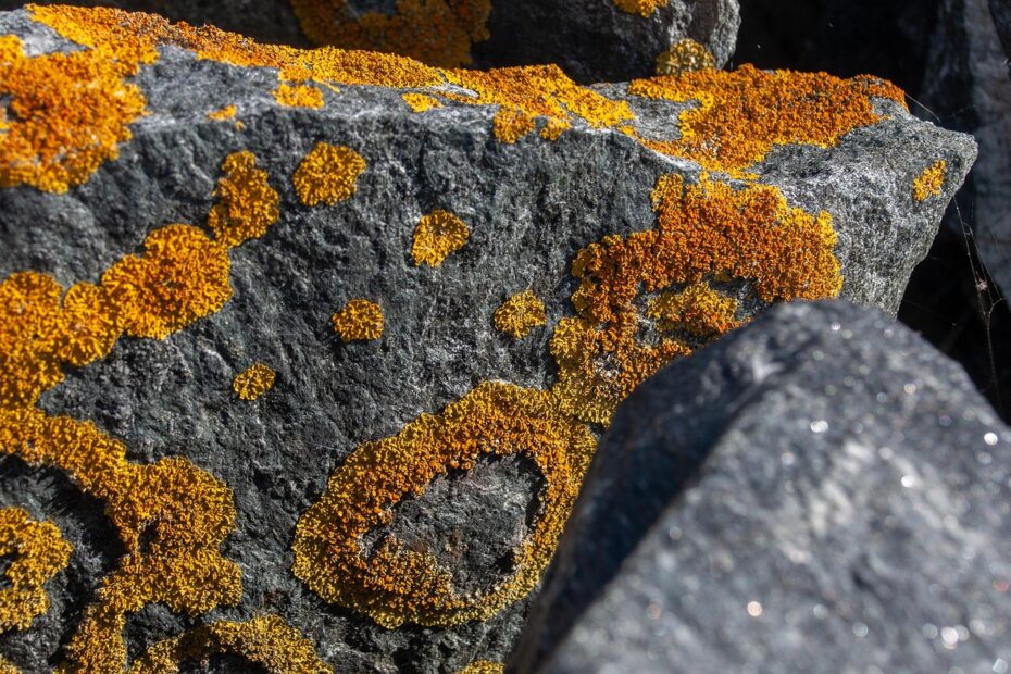 무료법률구조공단